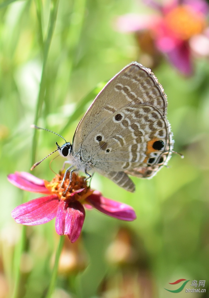 DSC_7456_00003_01.jpg