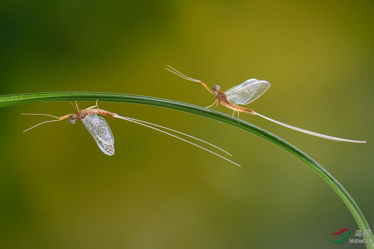 蜉蝣賀獲首頁精華