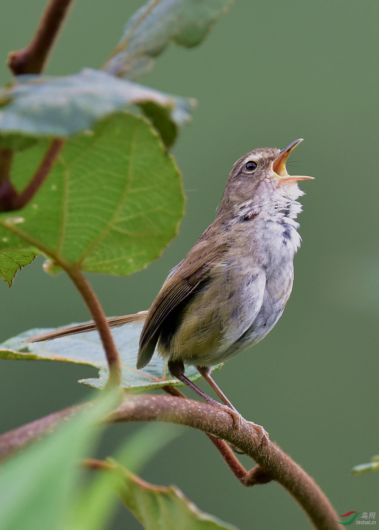 看我高歌强脚树莺