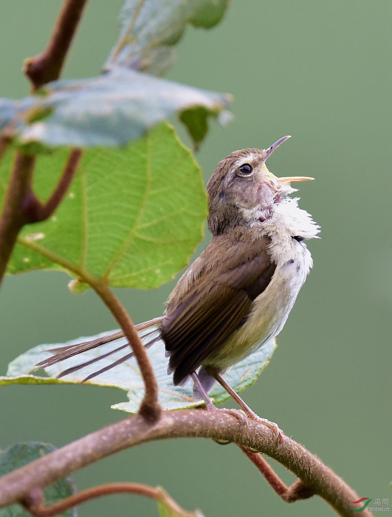 看我高歌强脚树莺
