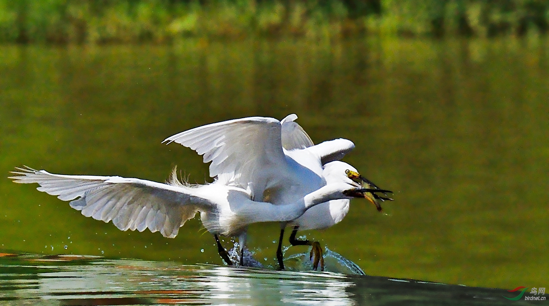 DSC_3070_����.jpg