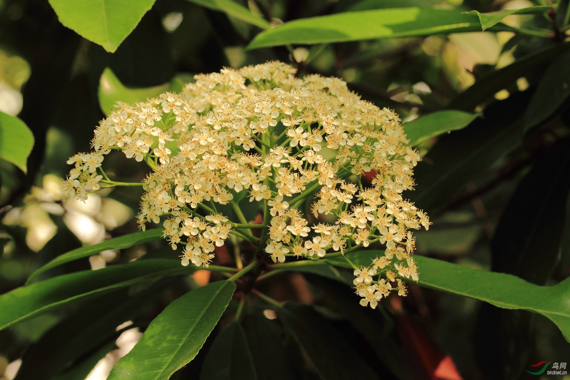 【星草花园11】石楠