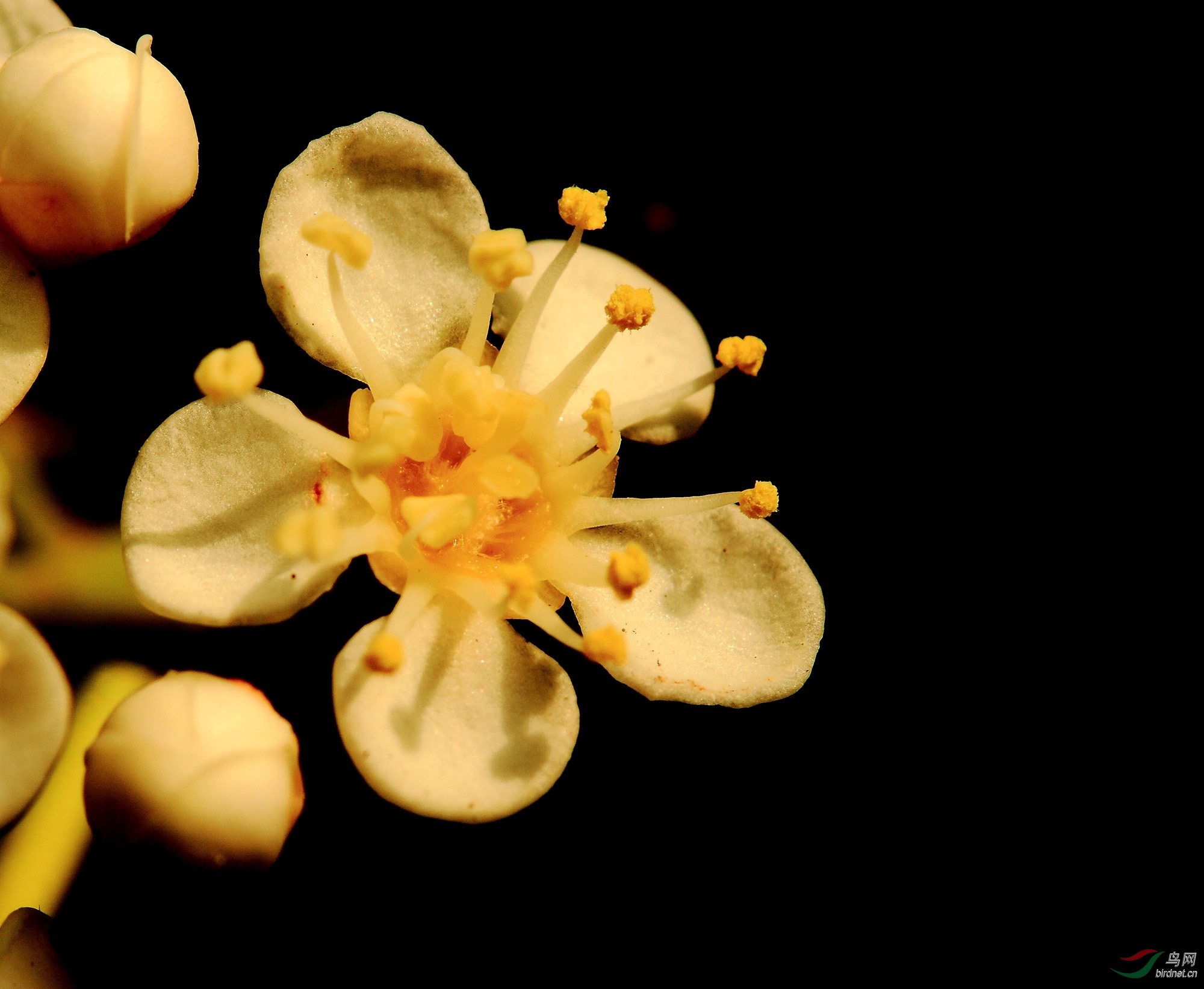 【星草花园11】石楠