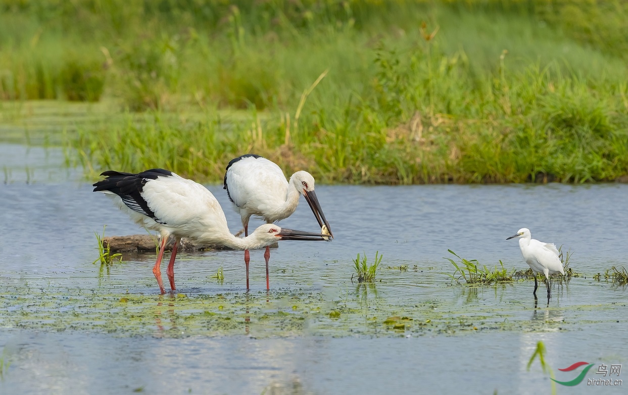 ��ɽ�ۻ���