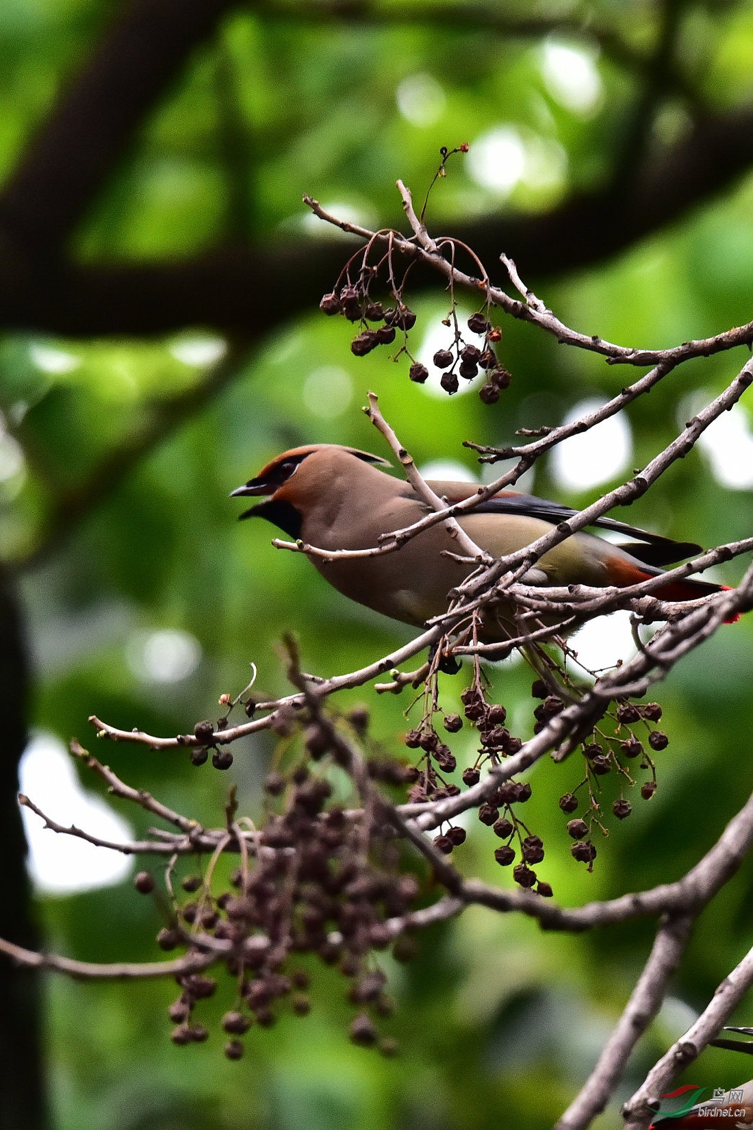 DSC_0171.jpg