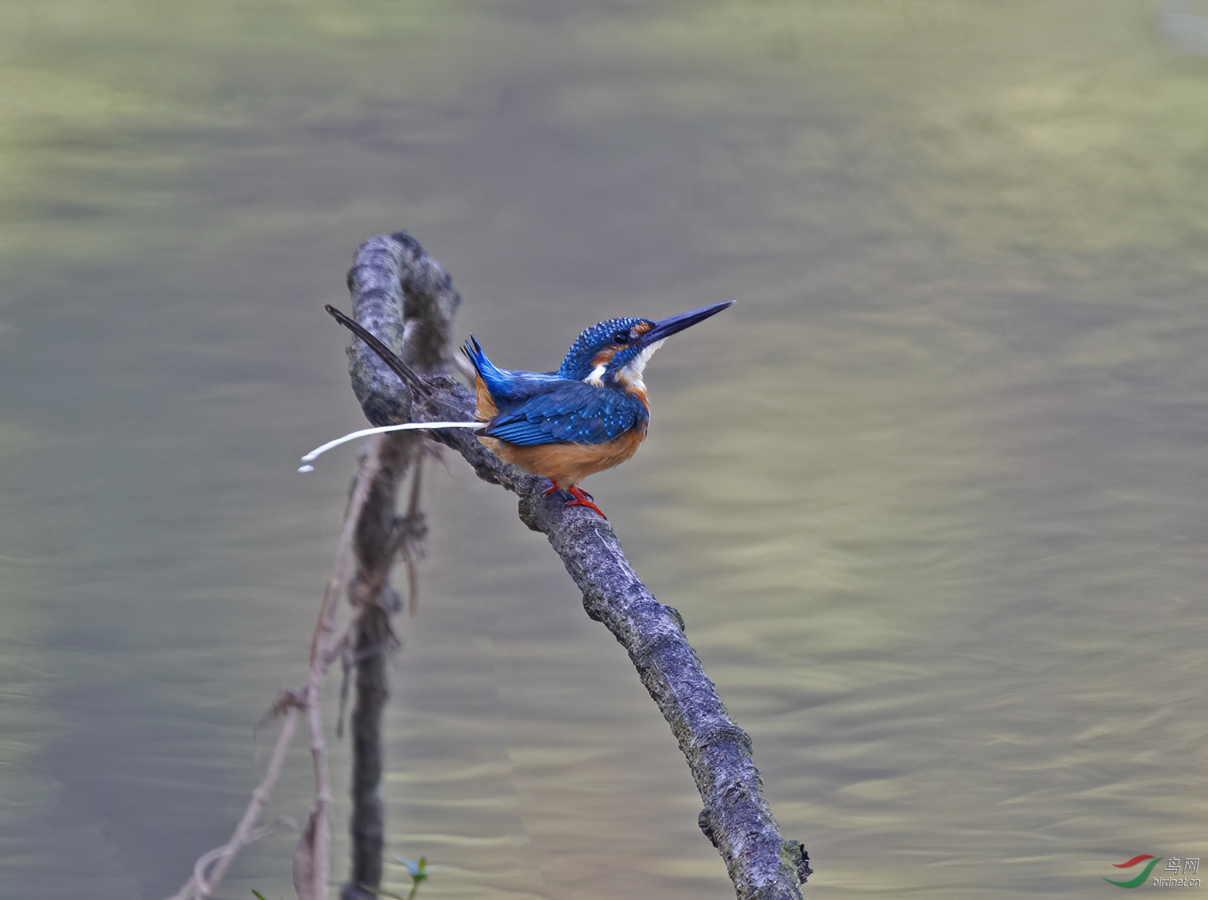 DSC_4527.jpg