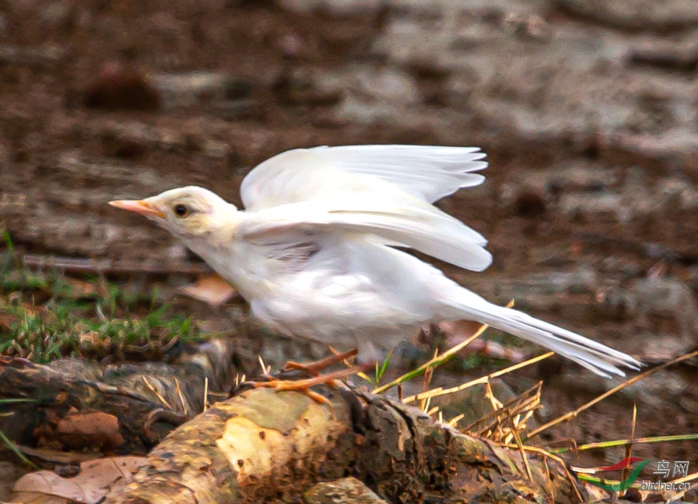 南京公园裏发现一只白化的小鸟