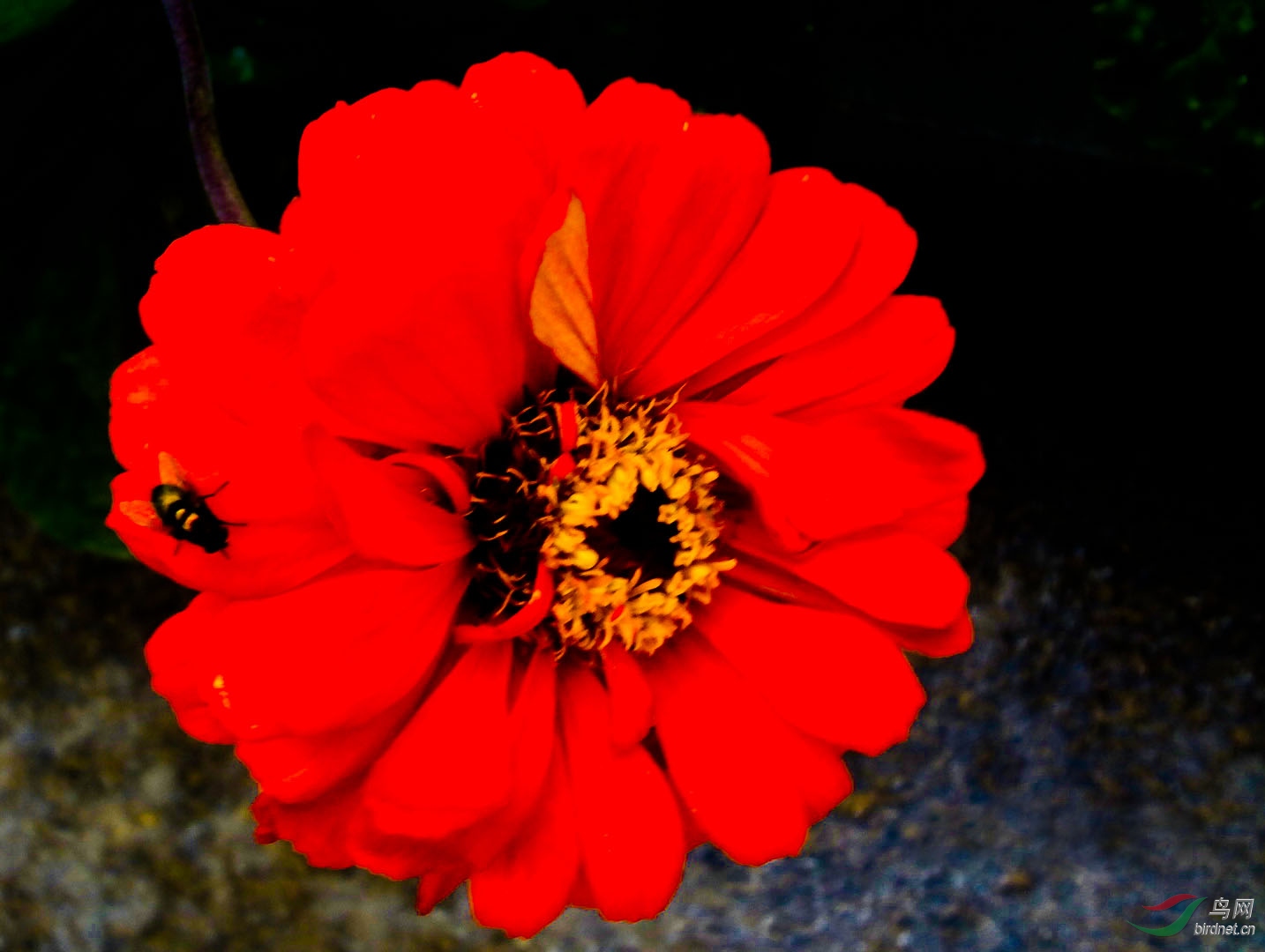 ����һ��1