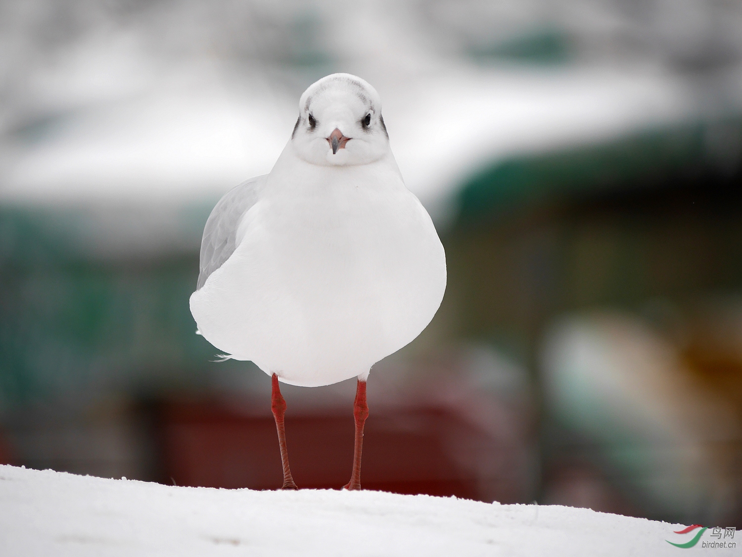 202050.����ͯ��