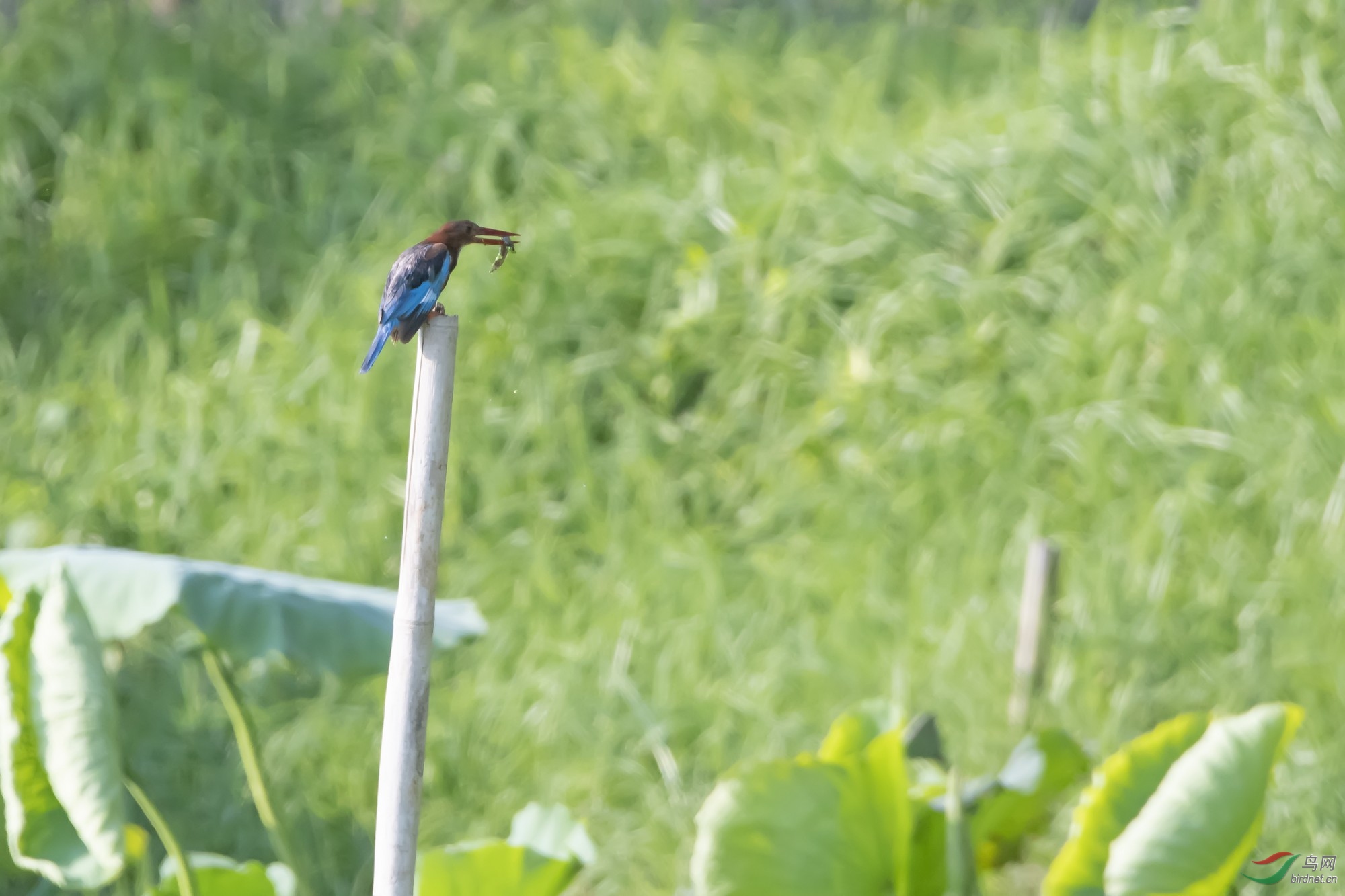 _DSC9424a.jpg