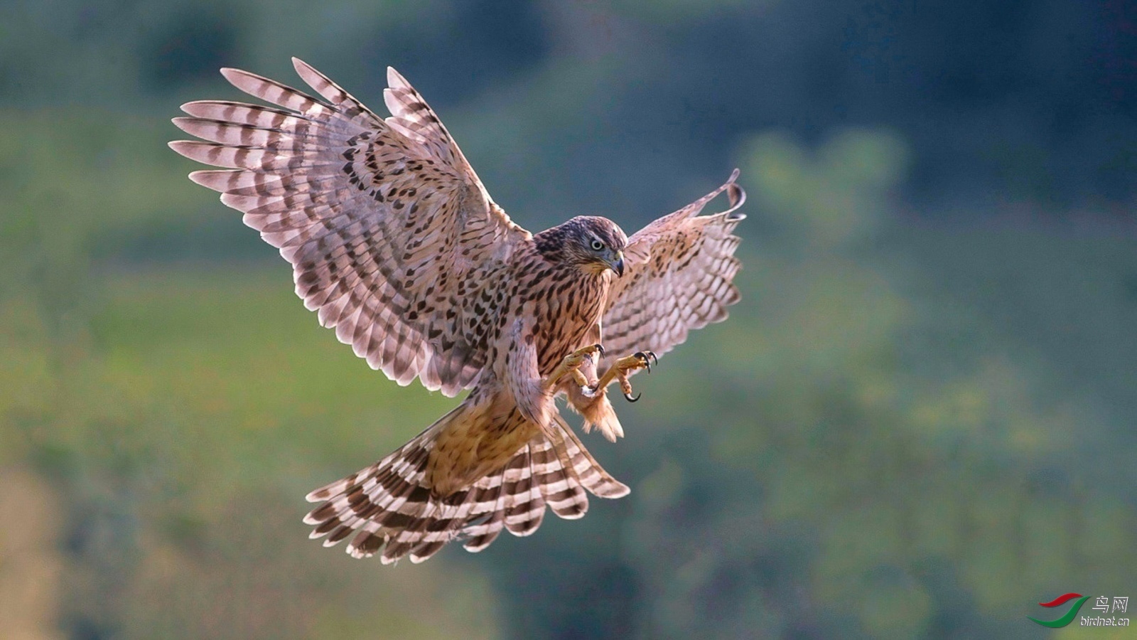 2020年8月份 北京版荣获每日一图 首页精华 版块佳作集锦!