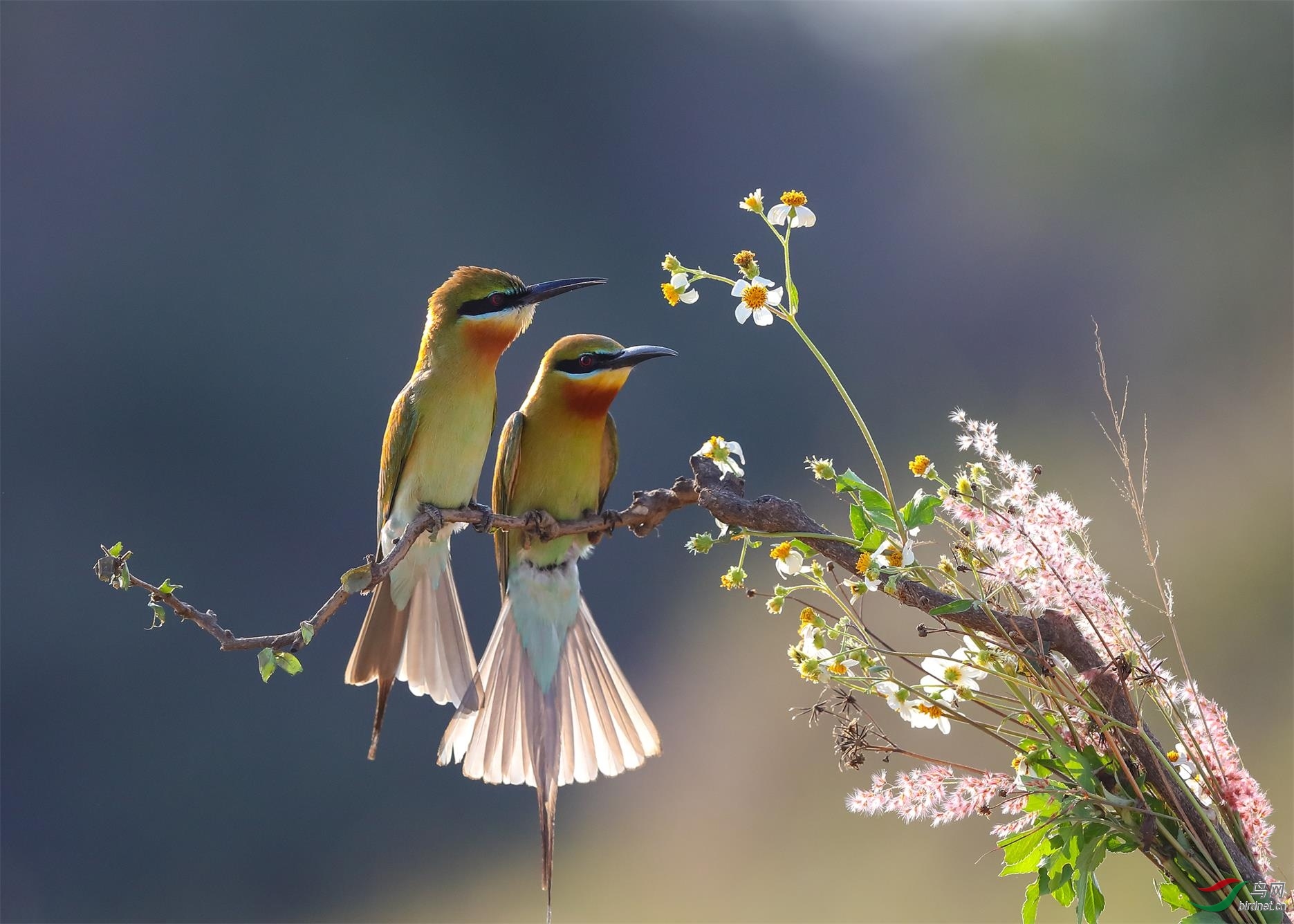 看山听水老师作品---- 在一起 荣获2020年8月29日 鸟类精华!jpg