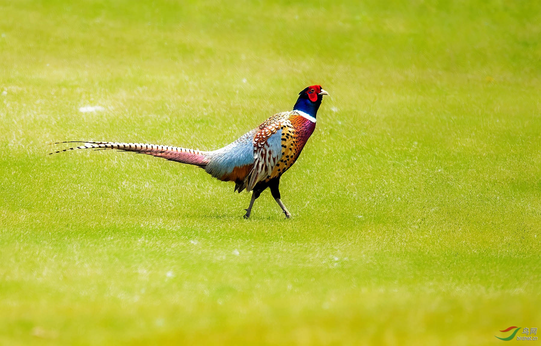 DSC_7075-1.jpg