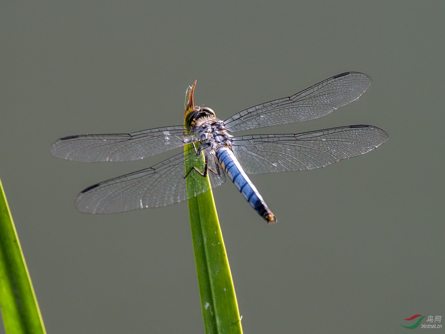 灰蜻蜓