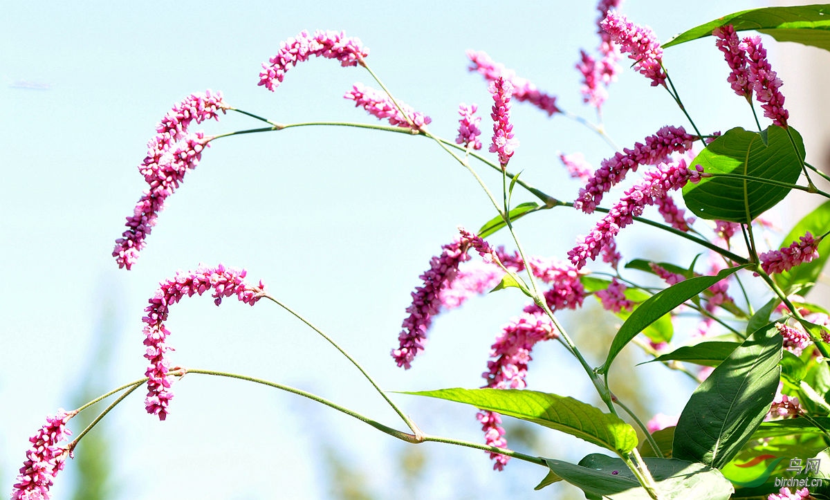 麦穗花