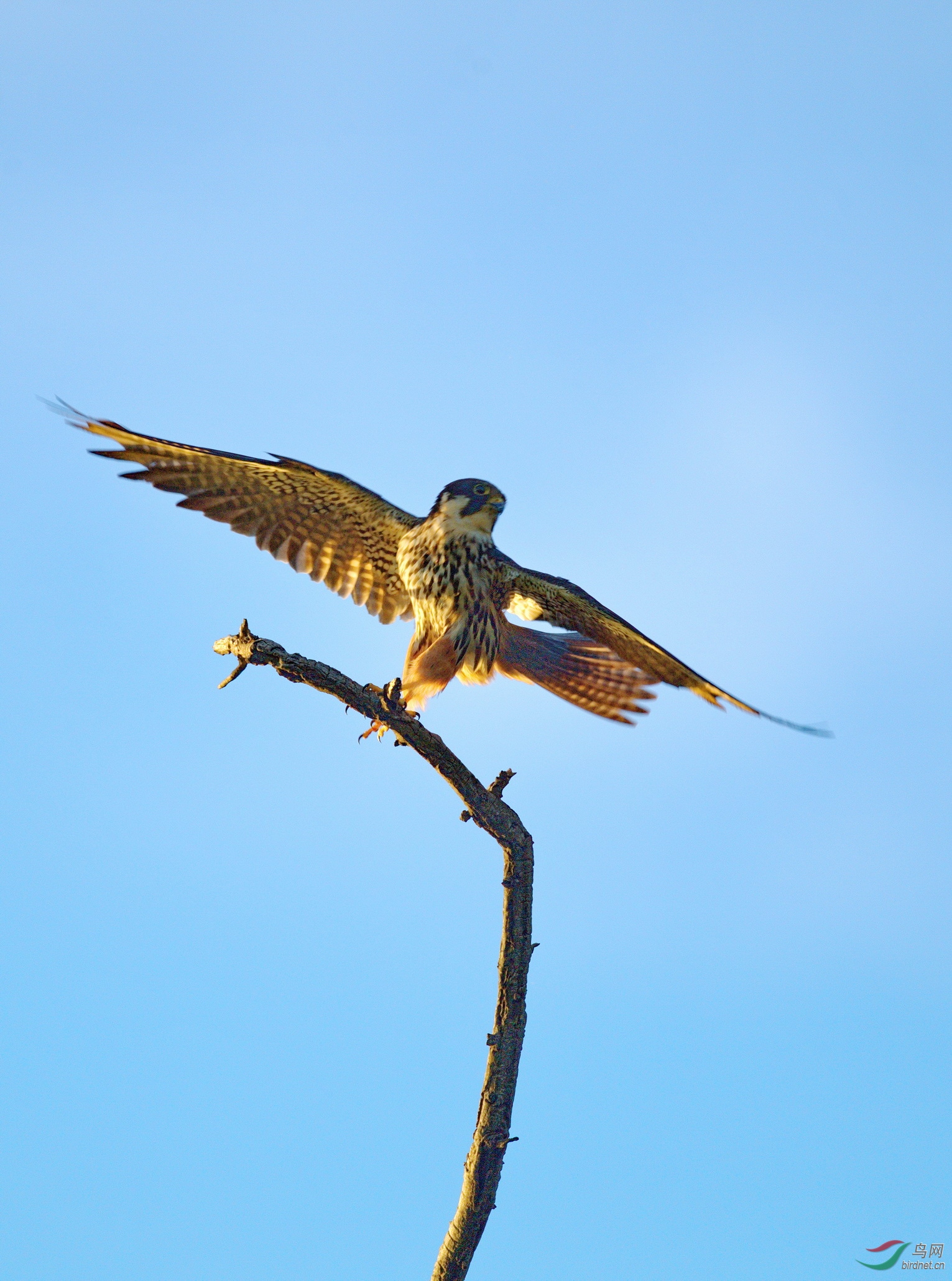 DSC_2765-1.jpg