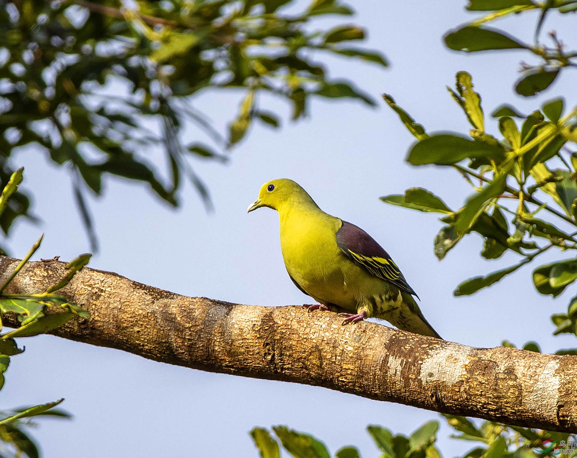 ƽ�� ��ʦ����������ʡ ��ɽ�� ¡����500.jpg