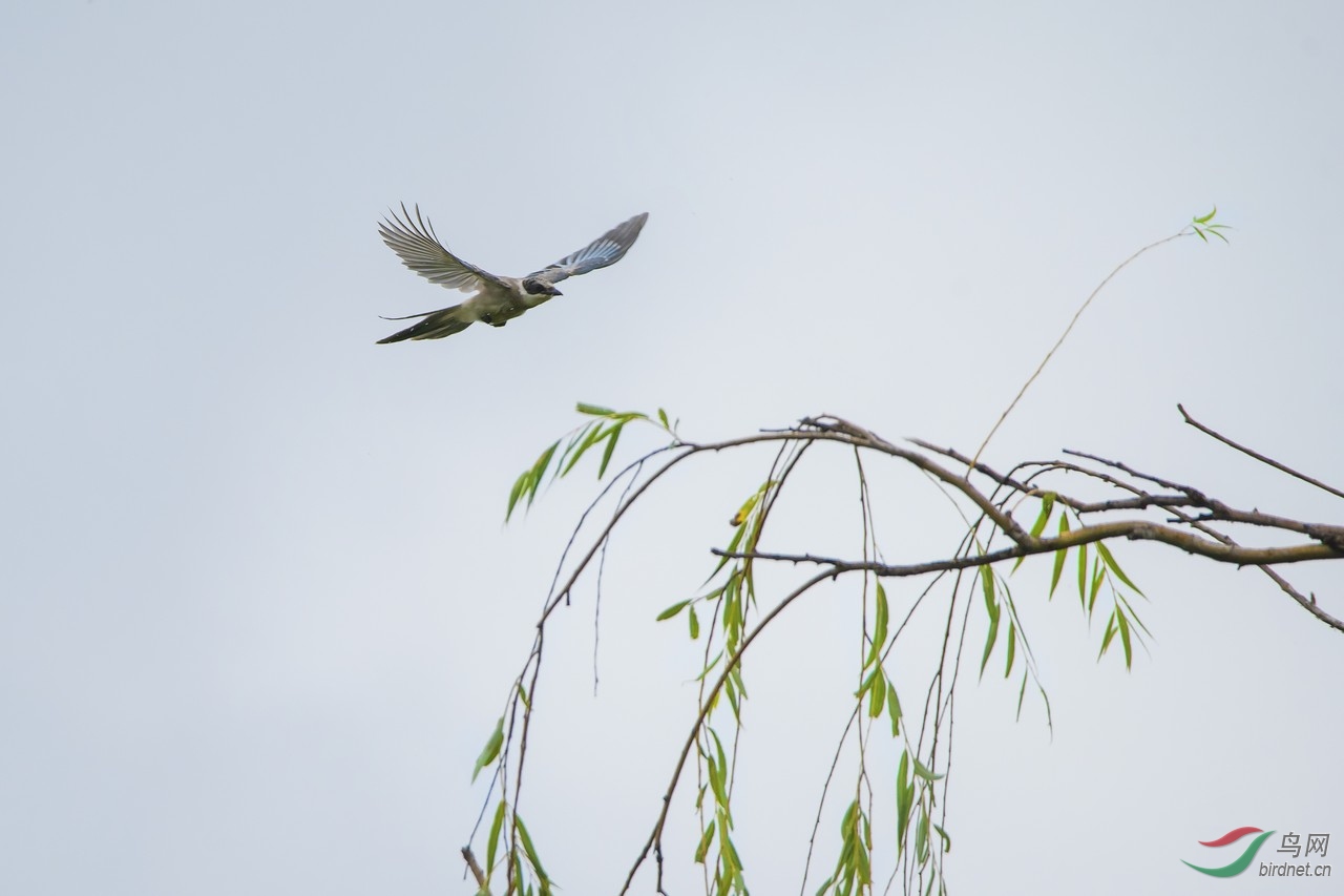 _DSC7767a.jpg