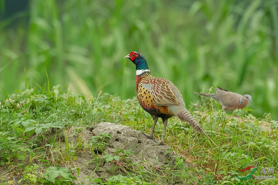 DSC_4467_DxOa.jpg