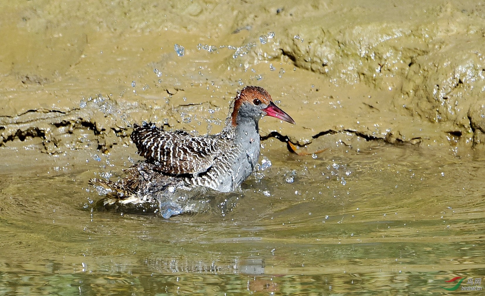 DSC_5803_conew3.jpg