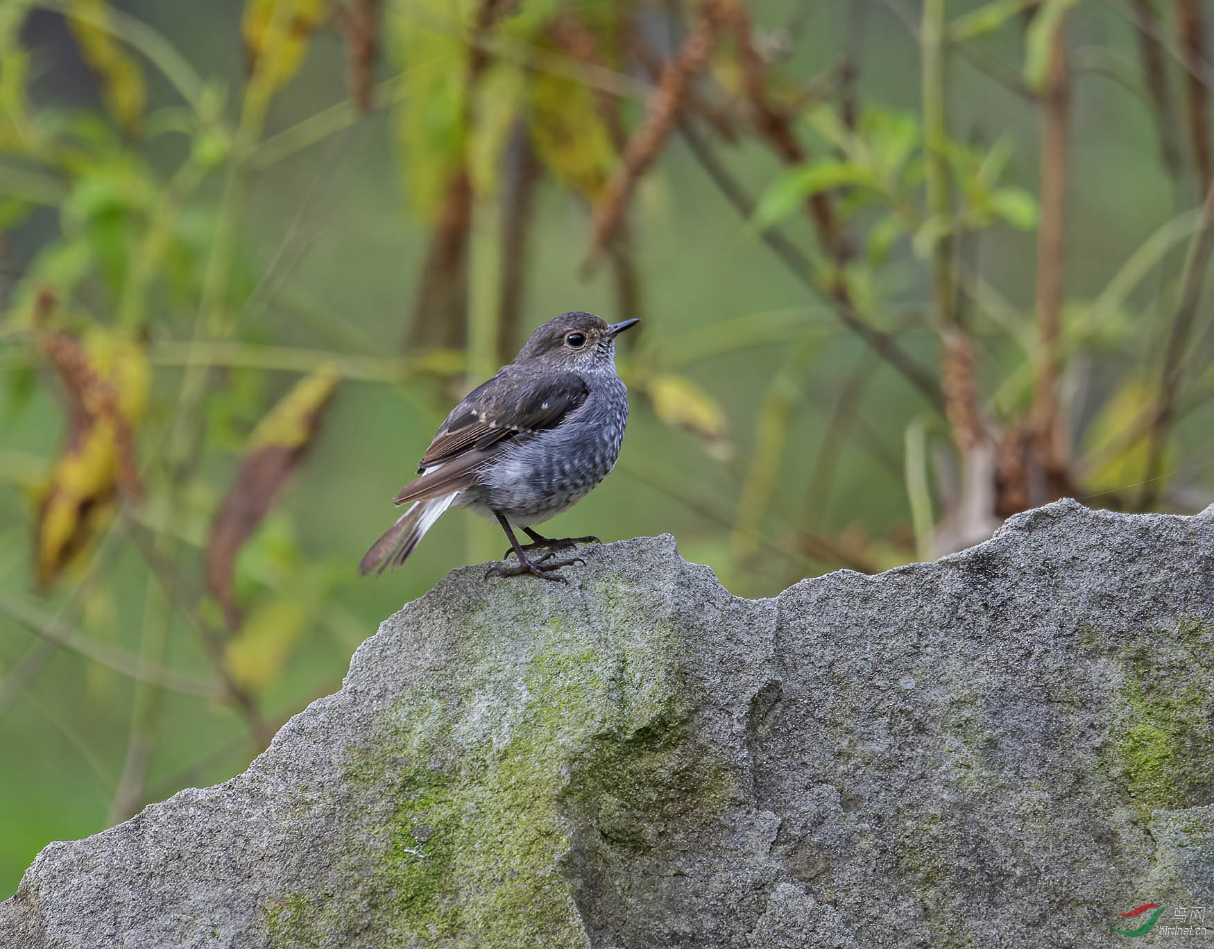 DSC_3926.jpg