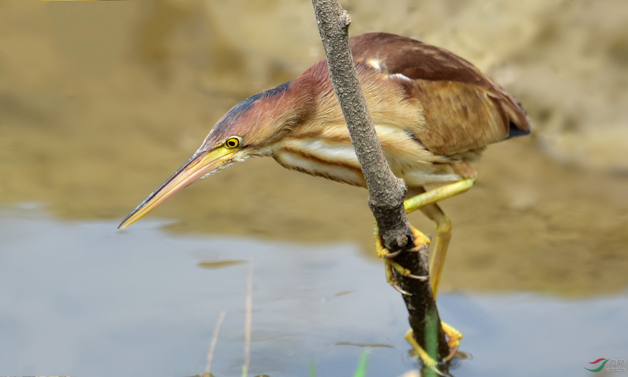 DSC_6301_conew1.jpg