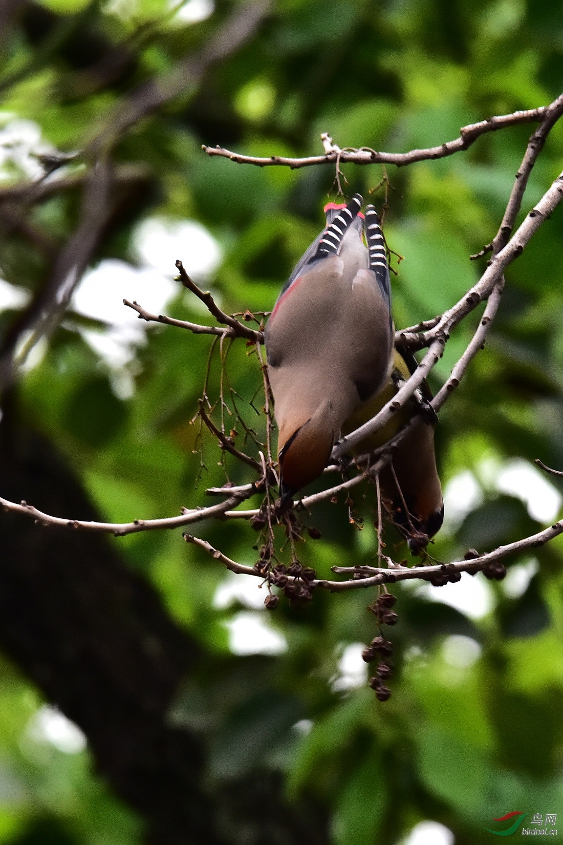 DSC_0217.JPG