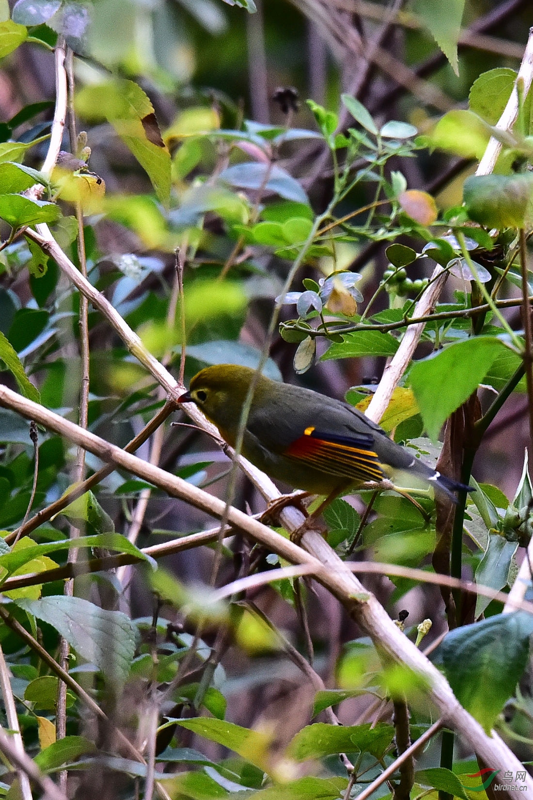 DSC_0221.JPG