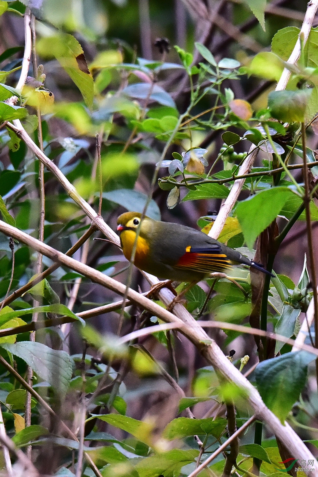 DSC_0223.JPG