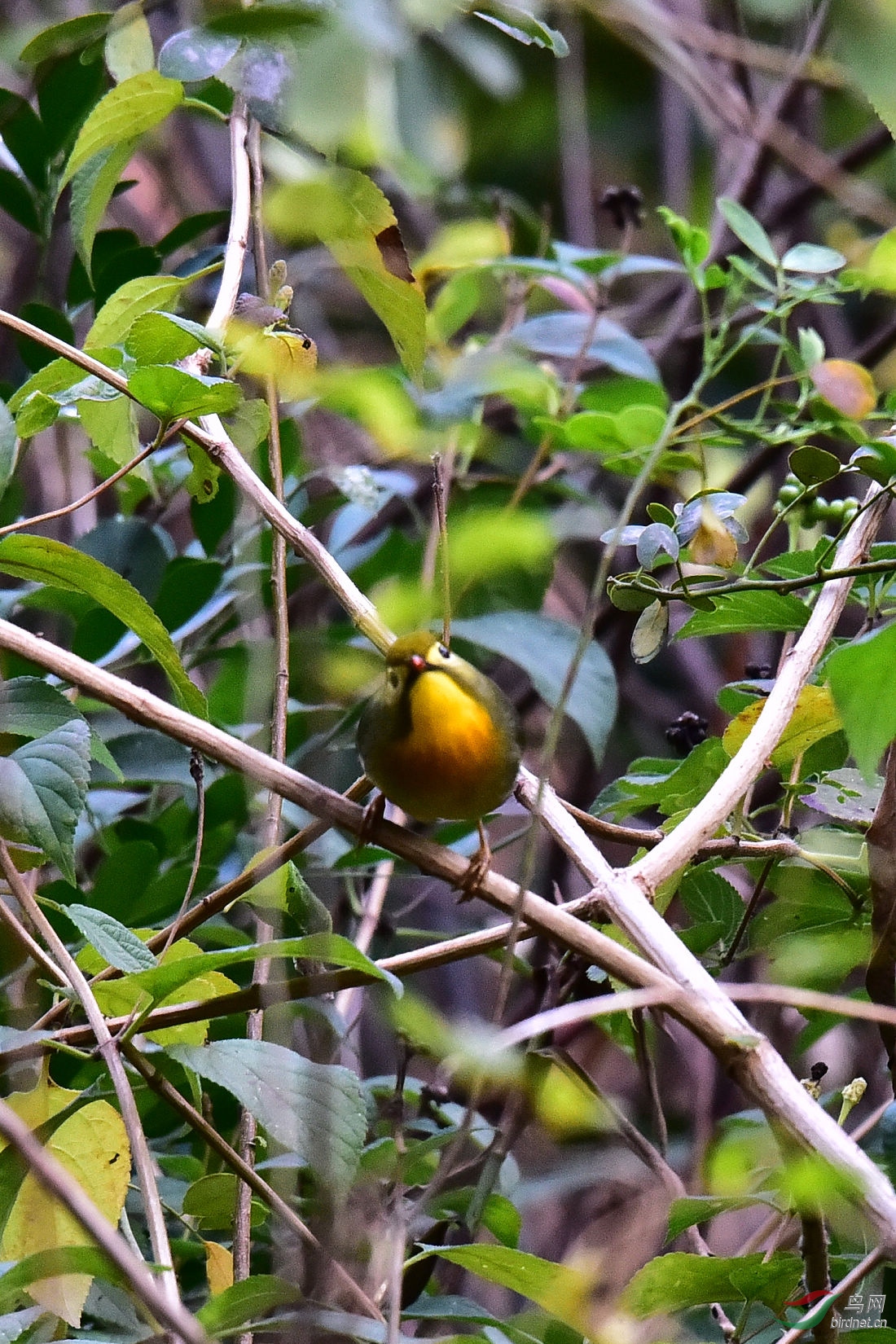 DSC_0225.JPG