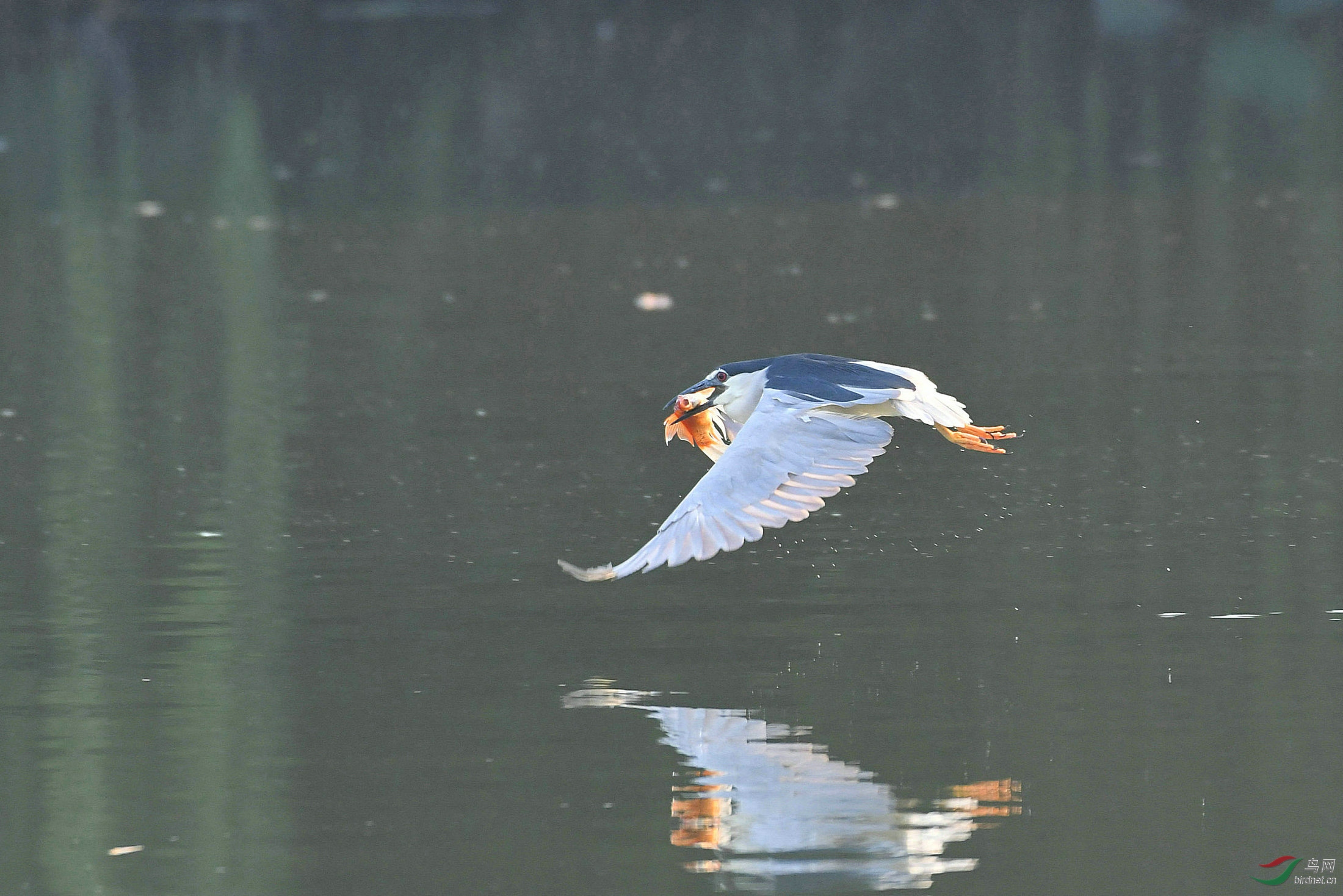 DSC_9694.JPG