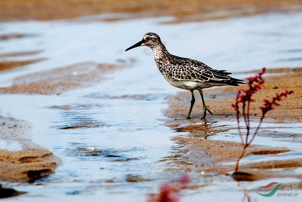 Ӫ���ĵ�������