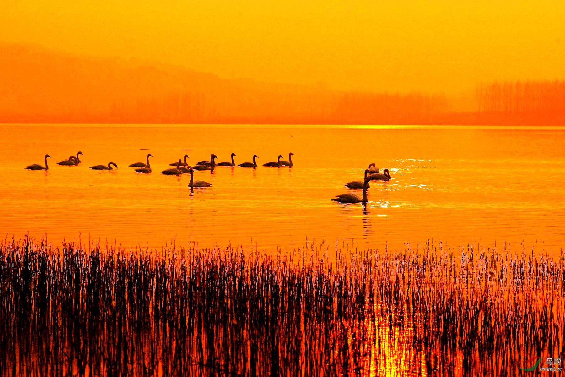 夕阳下悠闲的天鹅(祝贺荣获首页鸟类精华)