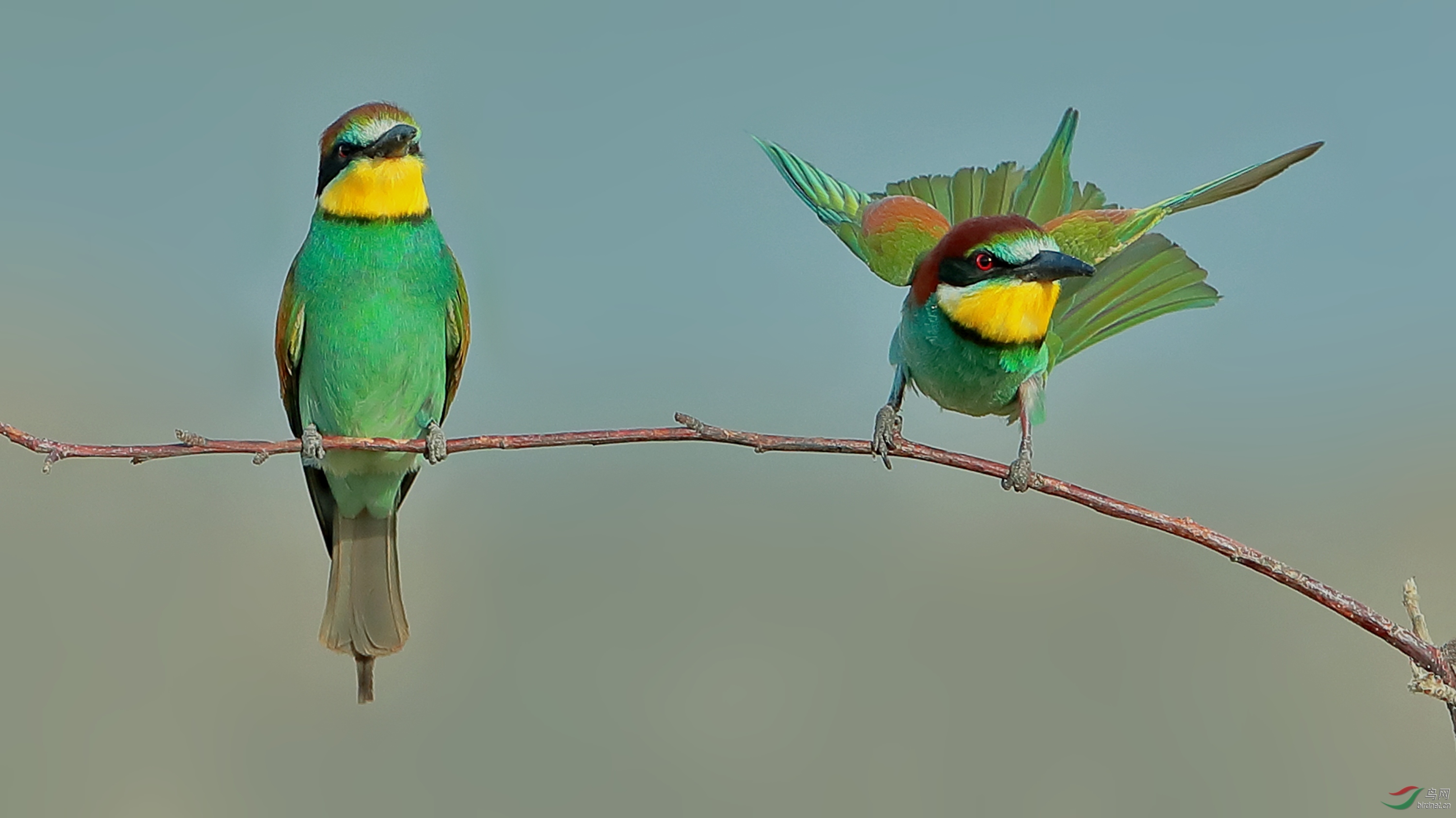 [综合] 黄喉蜂虎 ---祝贺老师荣获鸟网首页精华!