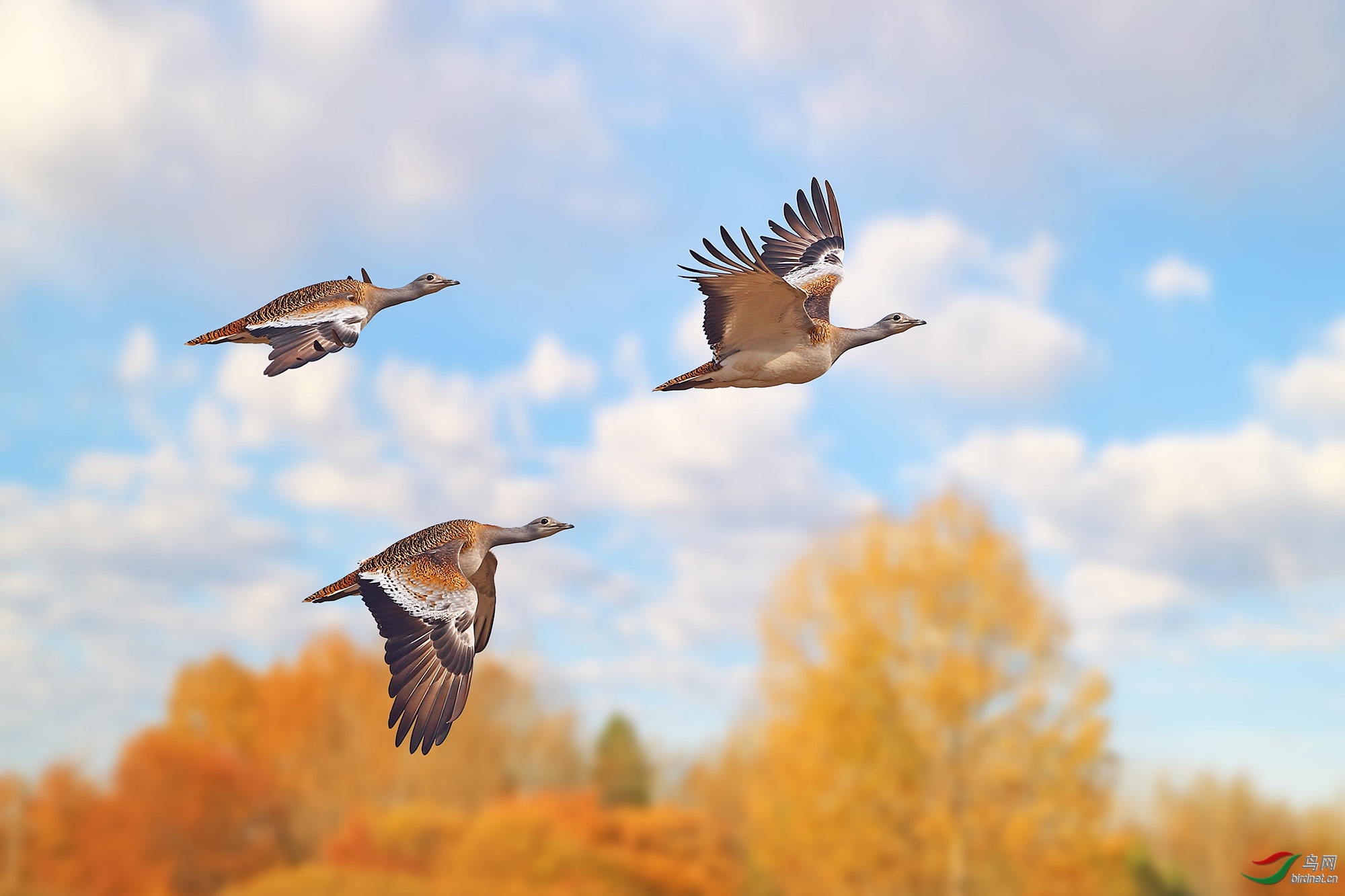 ��֮�� ��ʦ�����ںӱ�ʡ ʯ��ׯ�� ƽɽ��.jpg