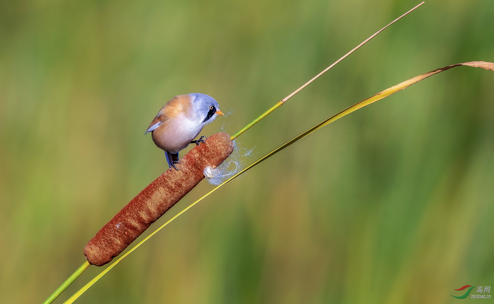 秋阳湖畔蒲厘红文须雀鸟啄紫绒