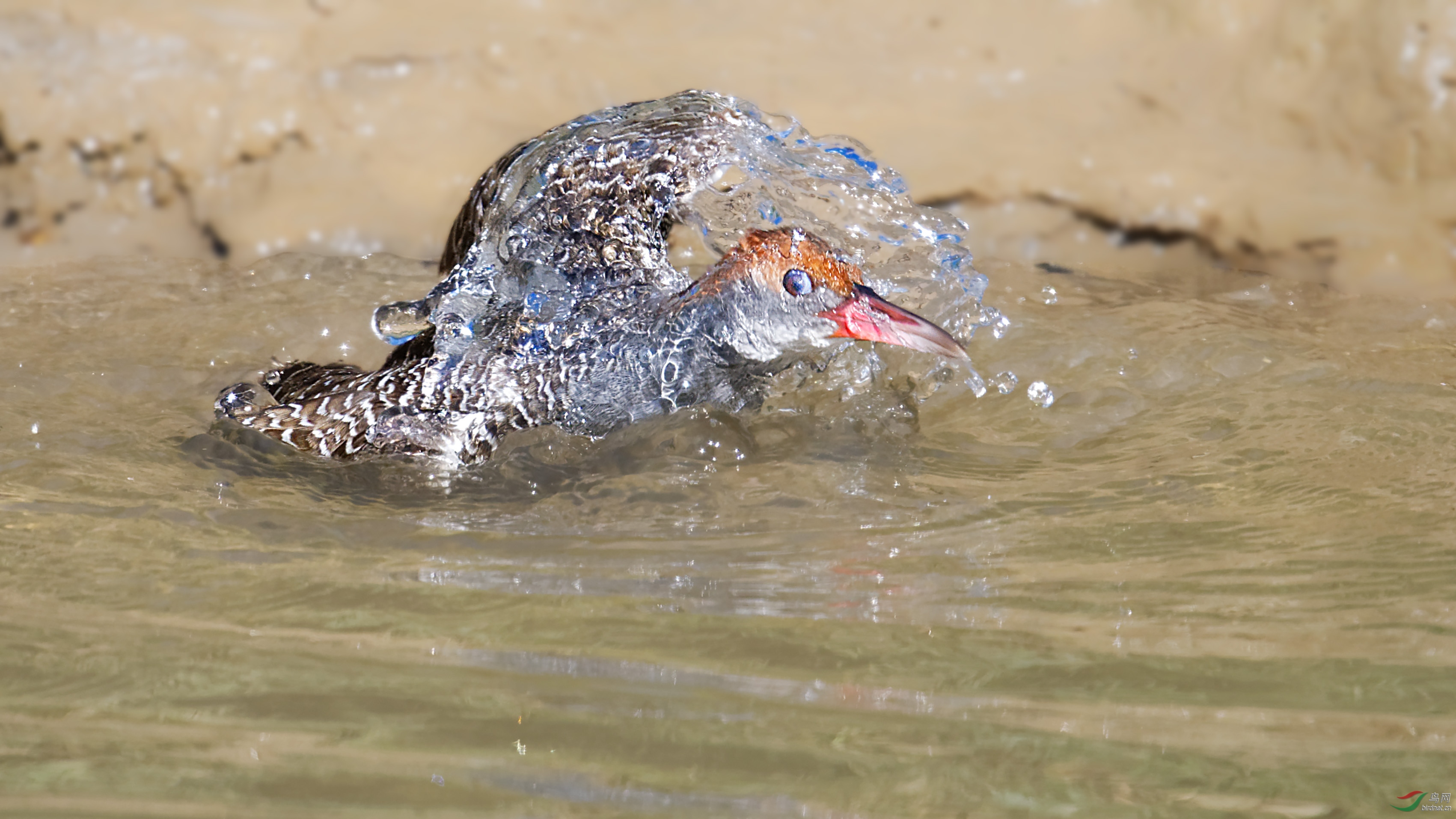DSC_4109_DxO.jpg