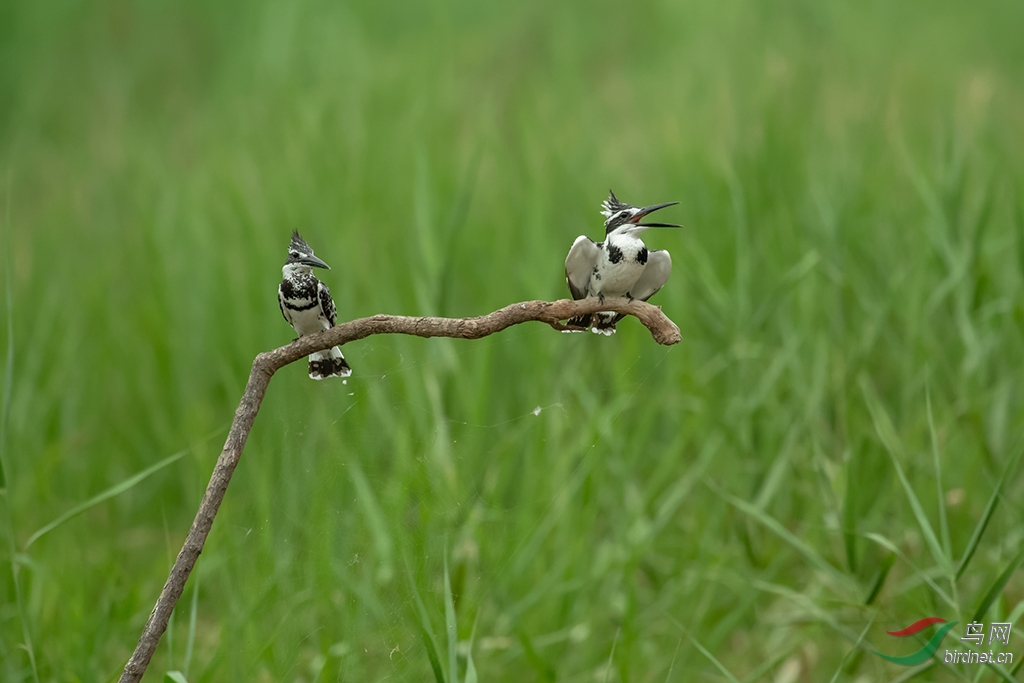DSC_4606_DxOa.jpg