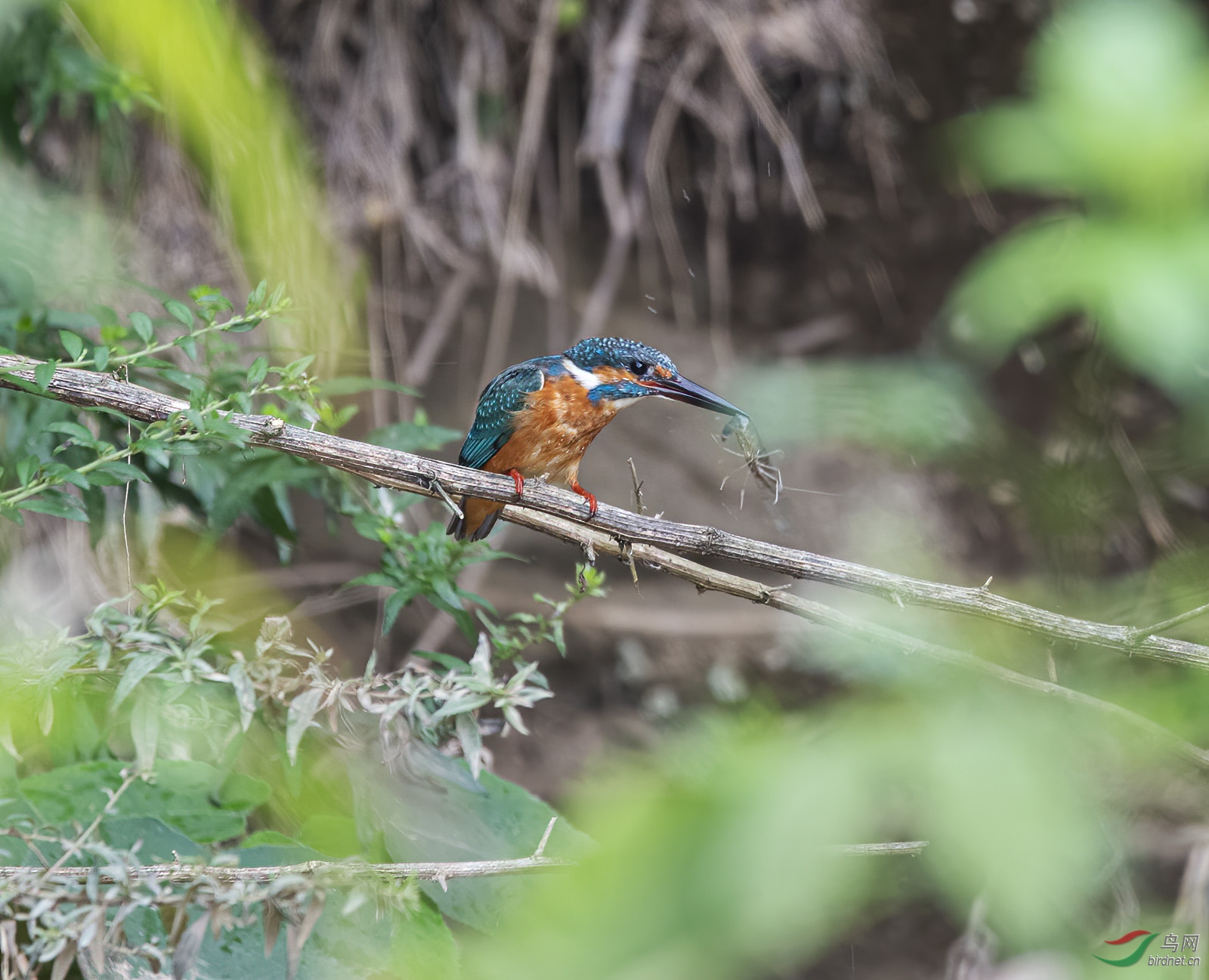 DSC_3933.jpg