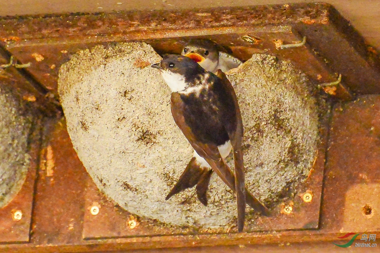 奥地利和爱沙尼亚的国鸟家燕祝贺荣获首页图文精华