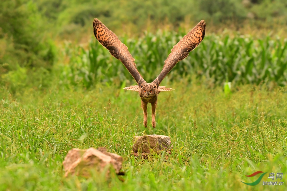 ���^ ƽ���ز�����츻ׯ��.JPG