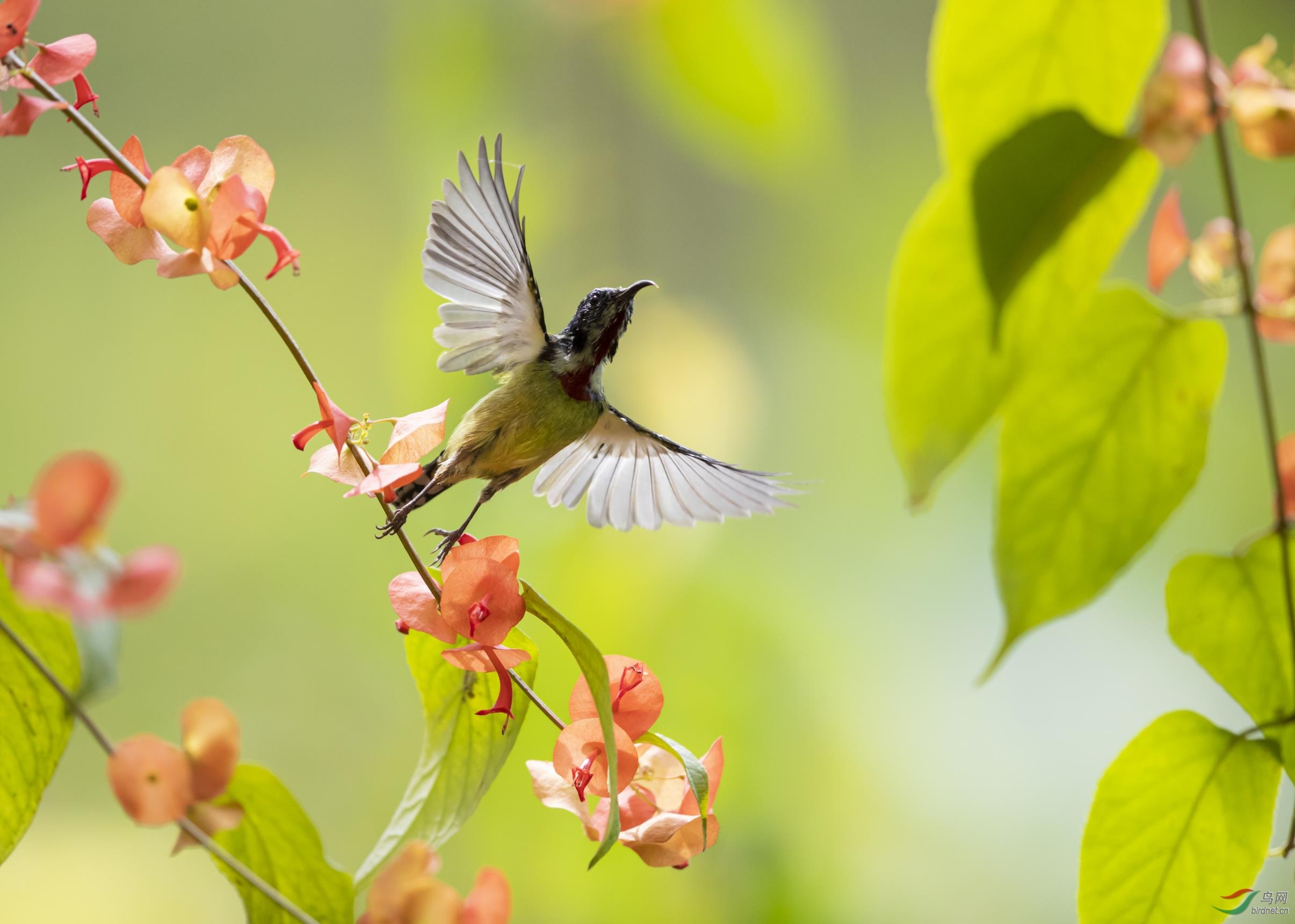 雏鸟展翅一飞冲天