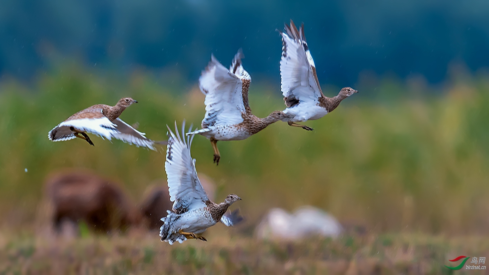 ��ˮ���� ��ʦ�������½�**�������� ���ǵ��� ������ Ҳ������.jpg