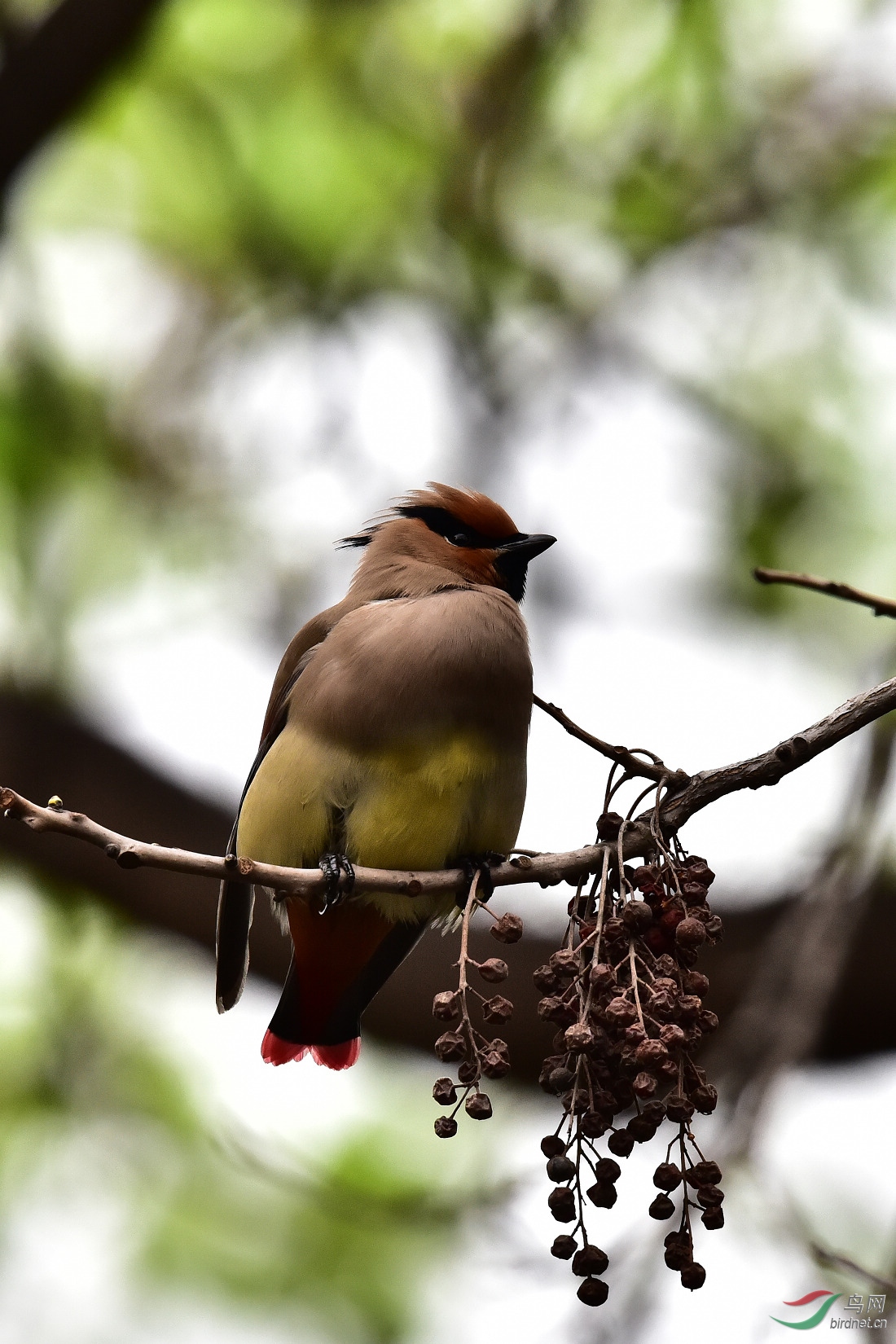 DSC_0242.JPG