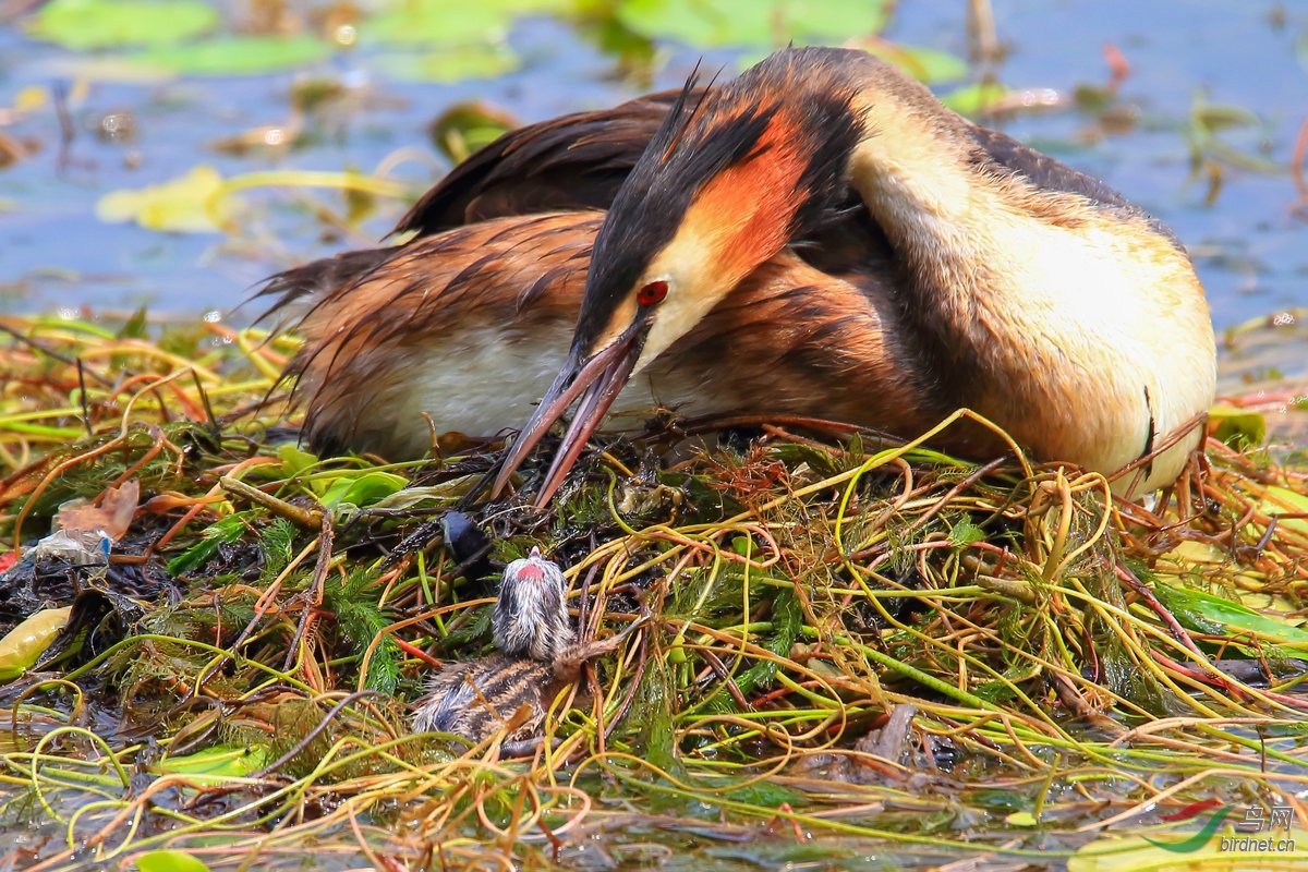 ��ͷ����