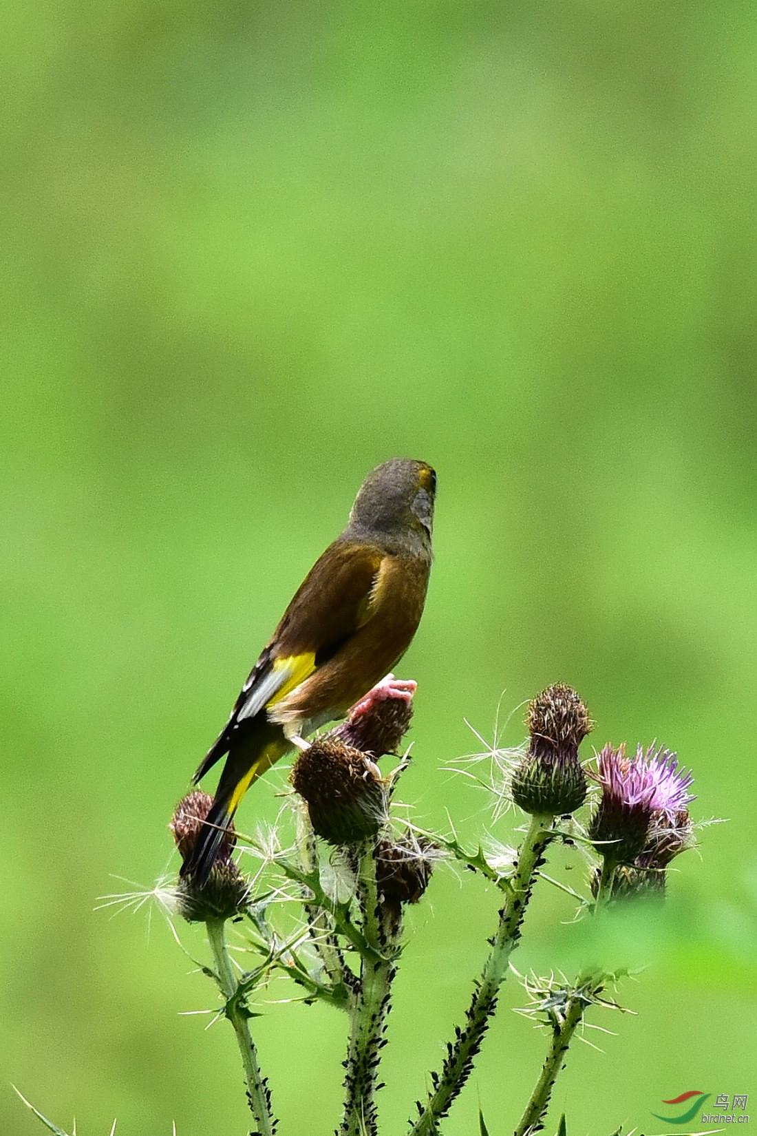 DSC_1374.JPG