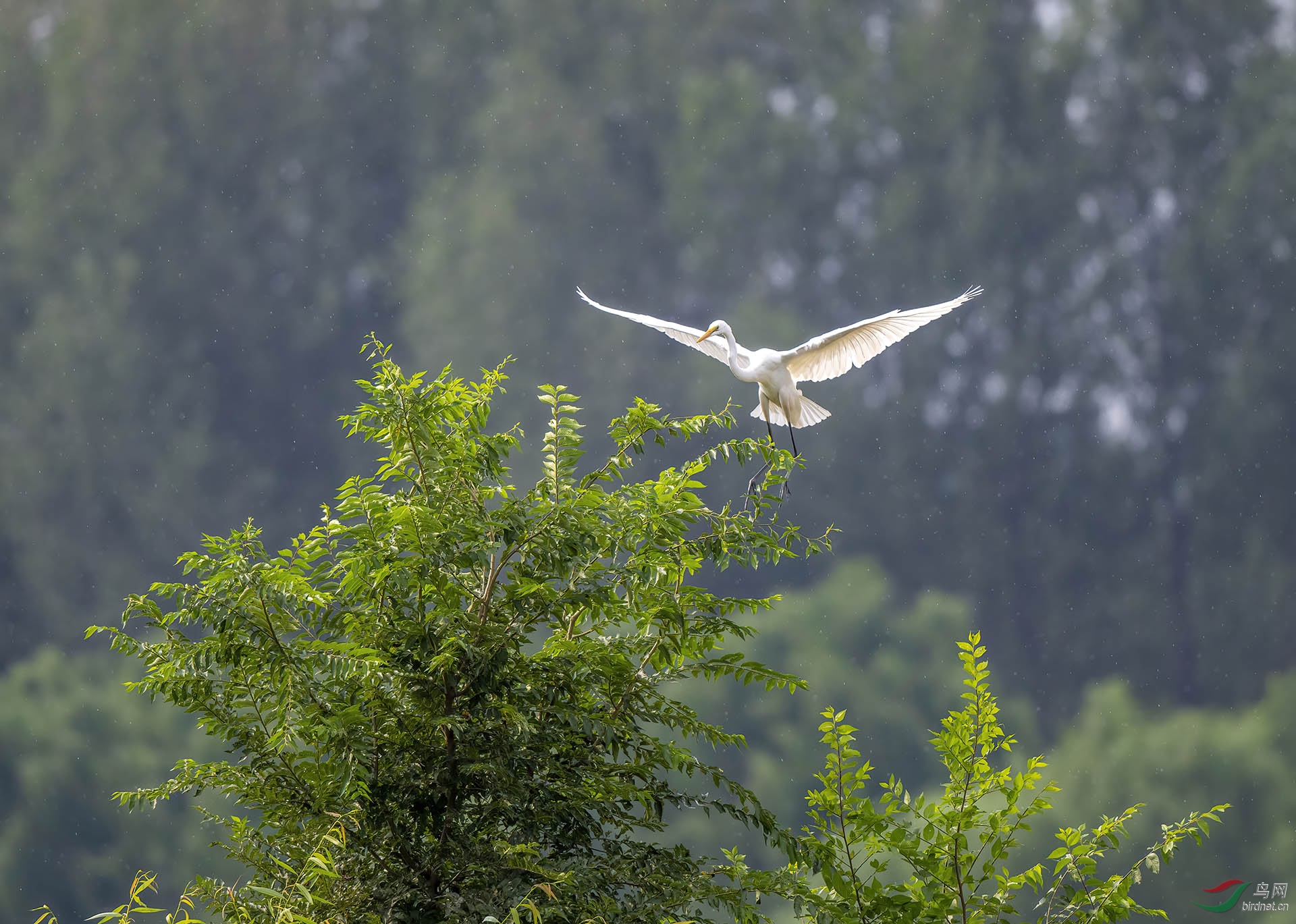 DSC_9435-denoise.jpg