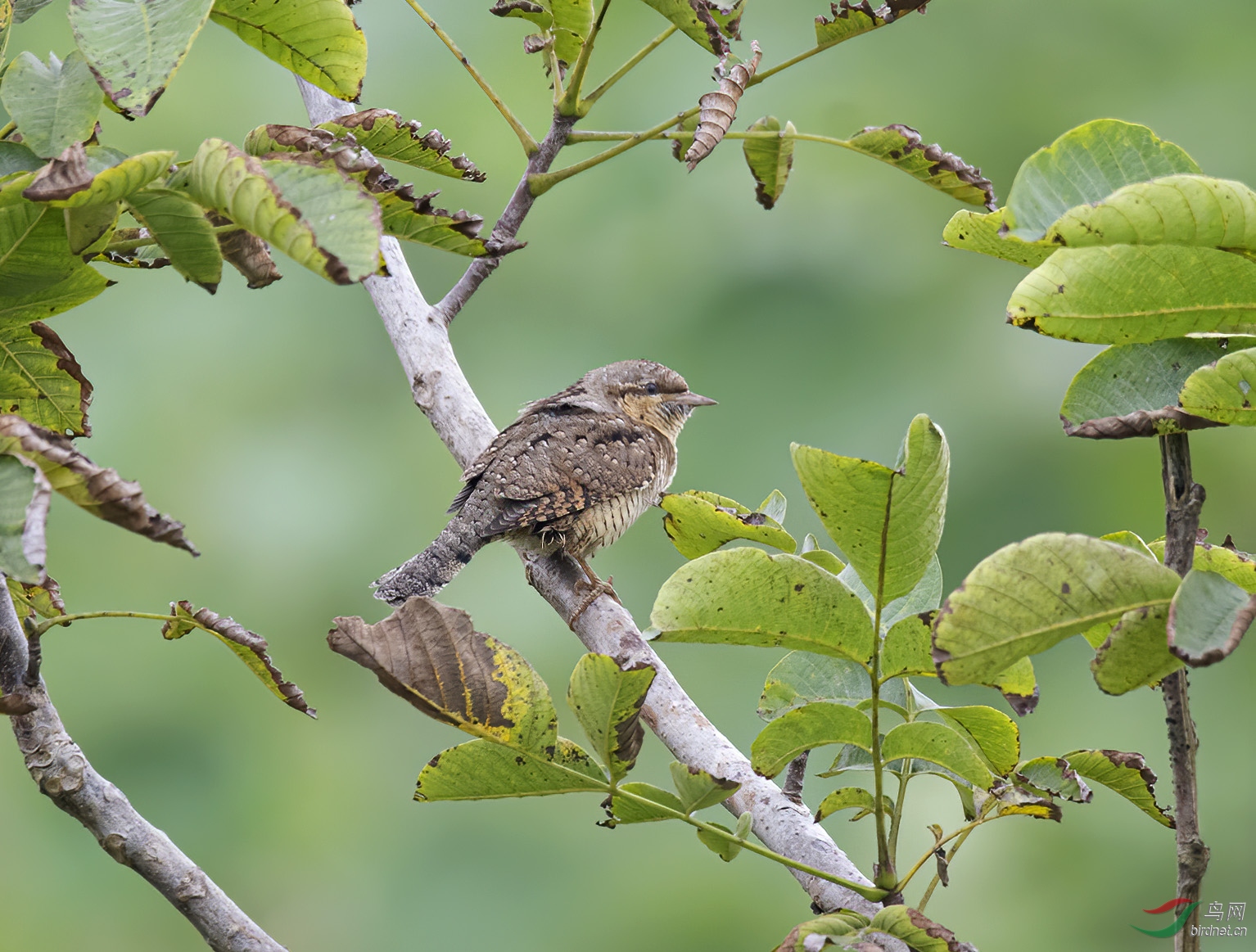 DSC_5167.jpg