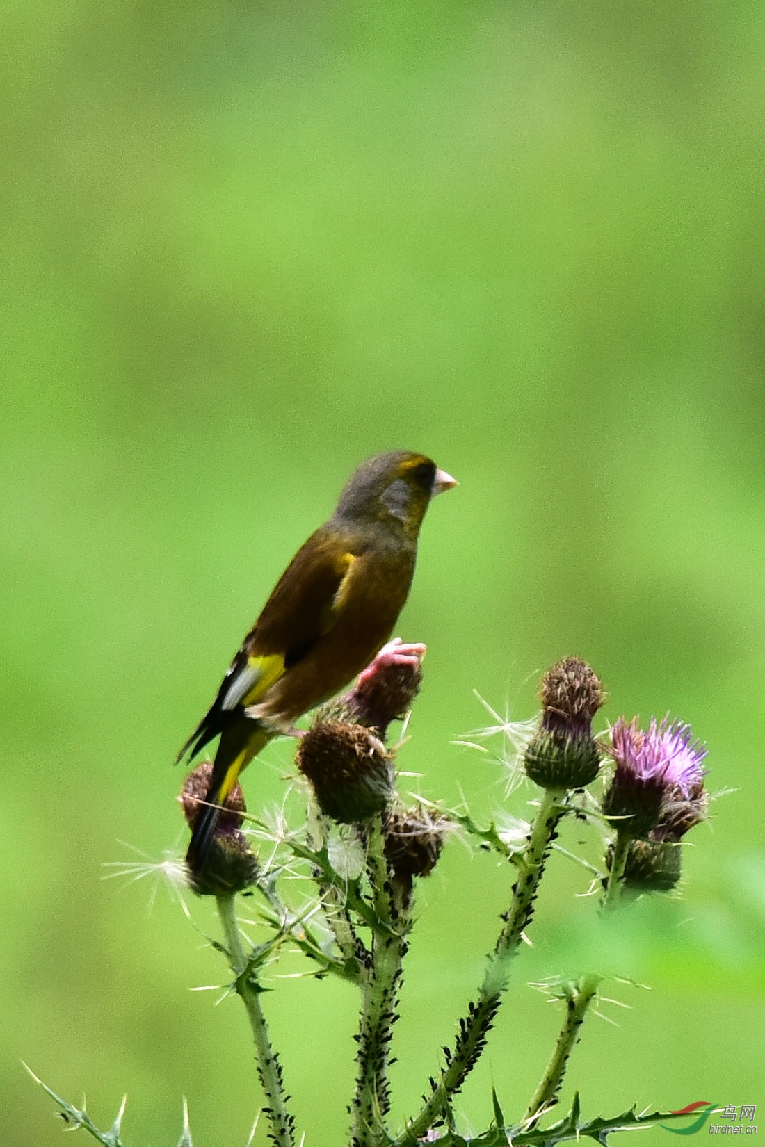 DSC_1379.JPG