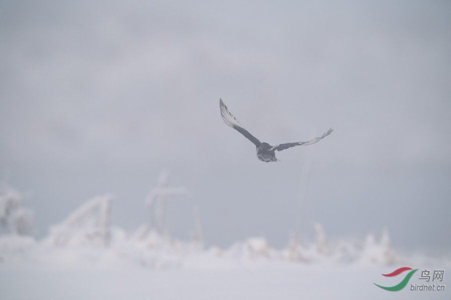 DSC00717.jpg